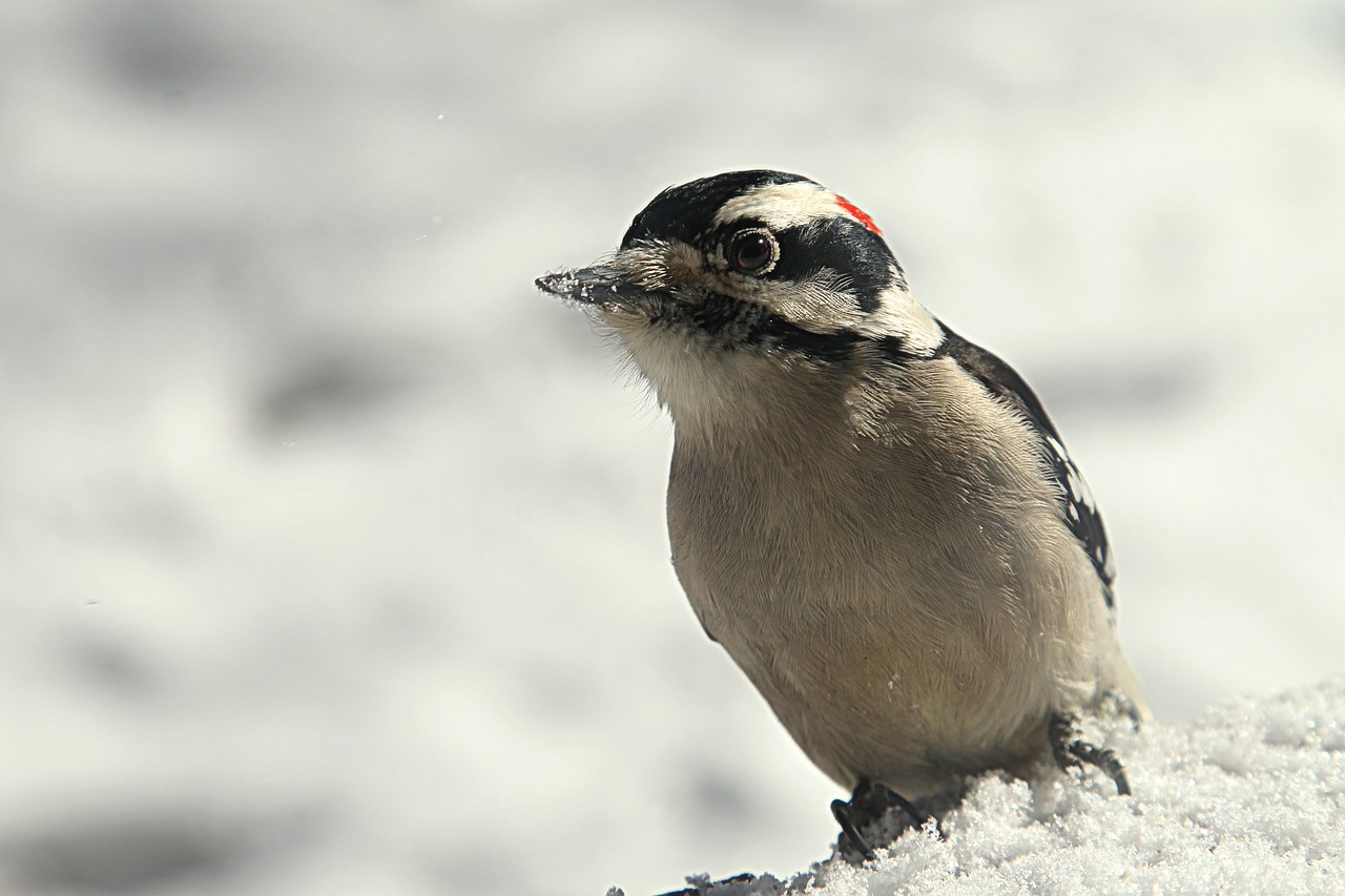 Image - woodpecker bird winter cold animal