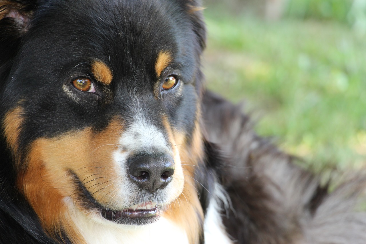 Image - dog face australian shepard