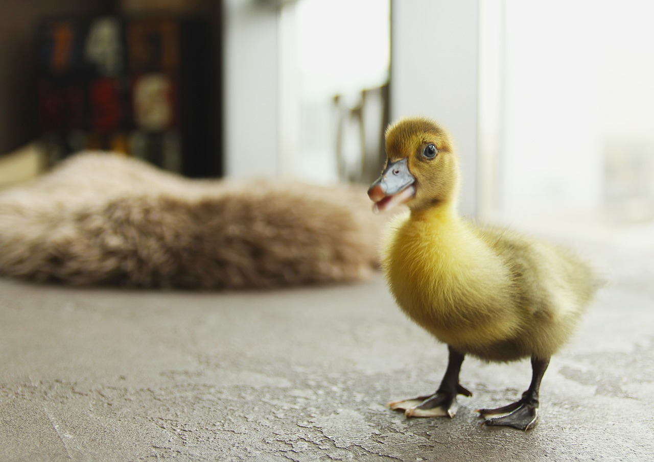 Image - duckling bird birdie birds furry