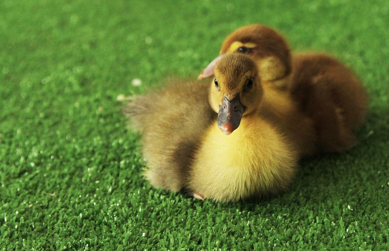 Image - ducklings chicks yellow furry cute