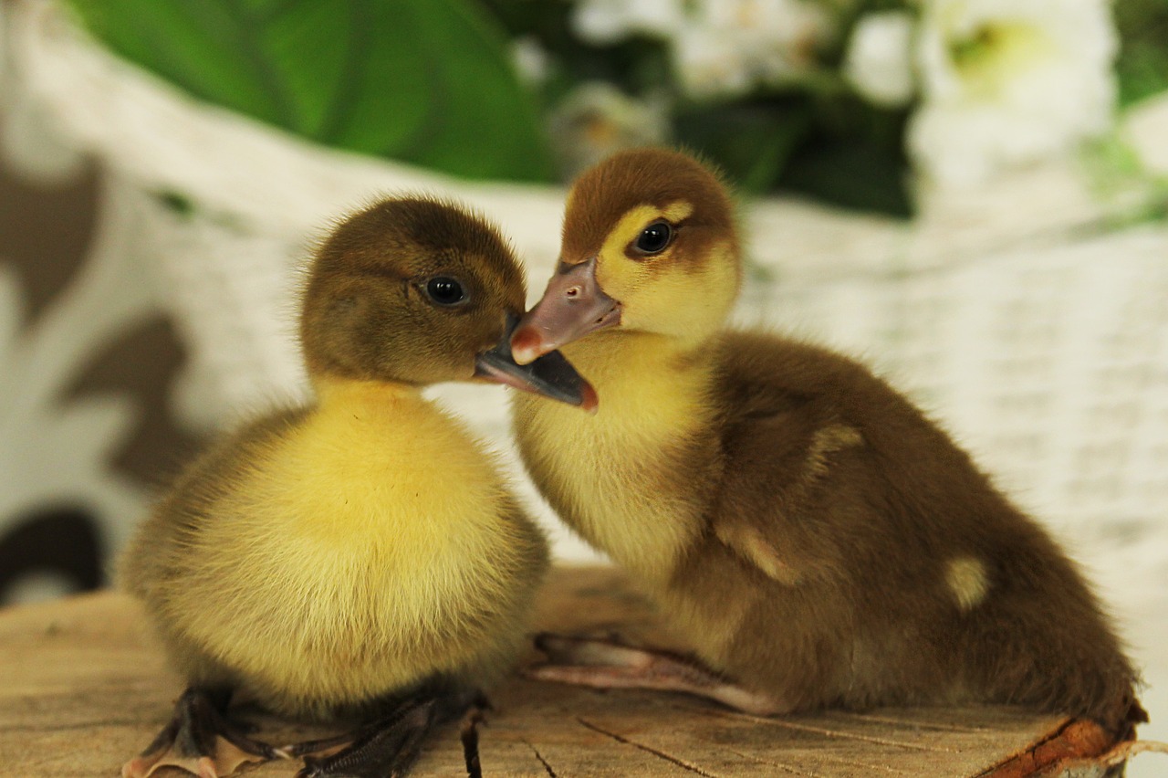 Image - ducklings duck chicks birds