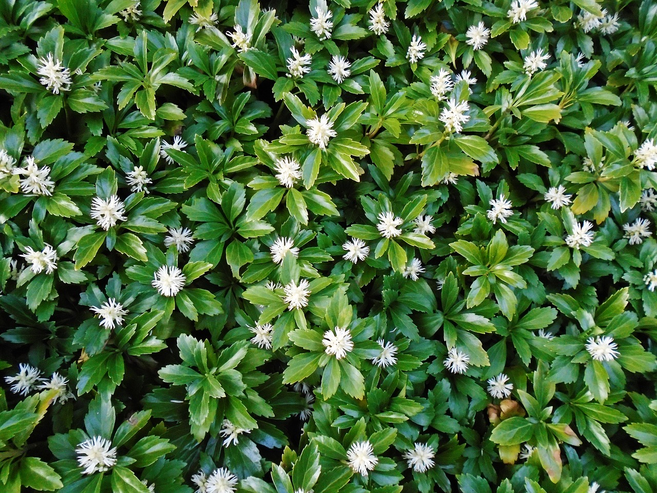 Image - pachysandras green ground cover