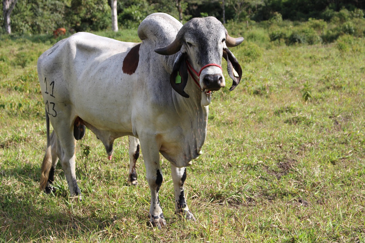 Image - cow bullock cream