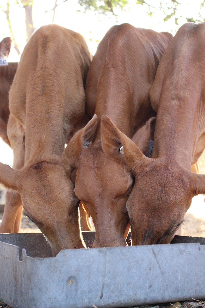 Image - dairy red cow