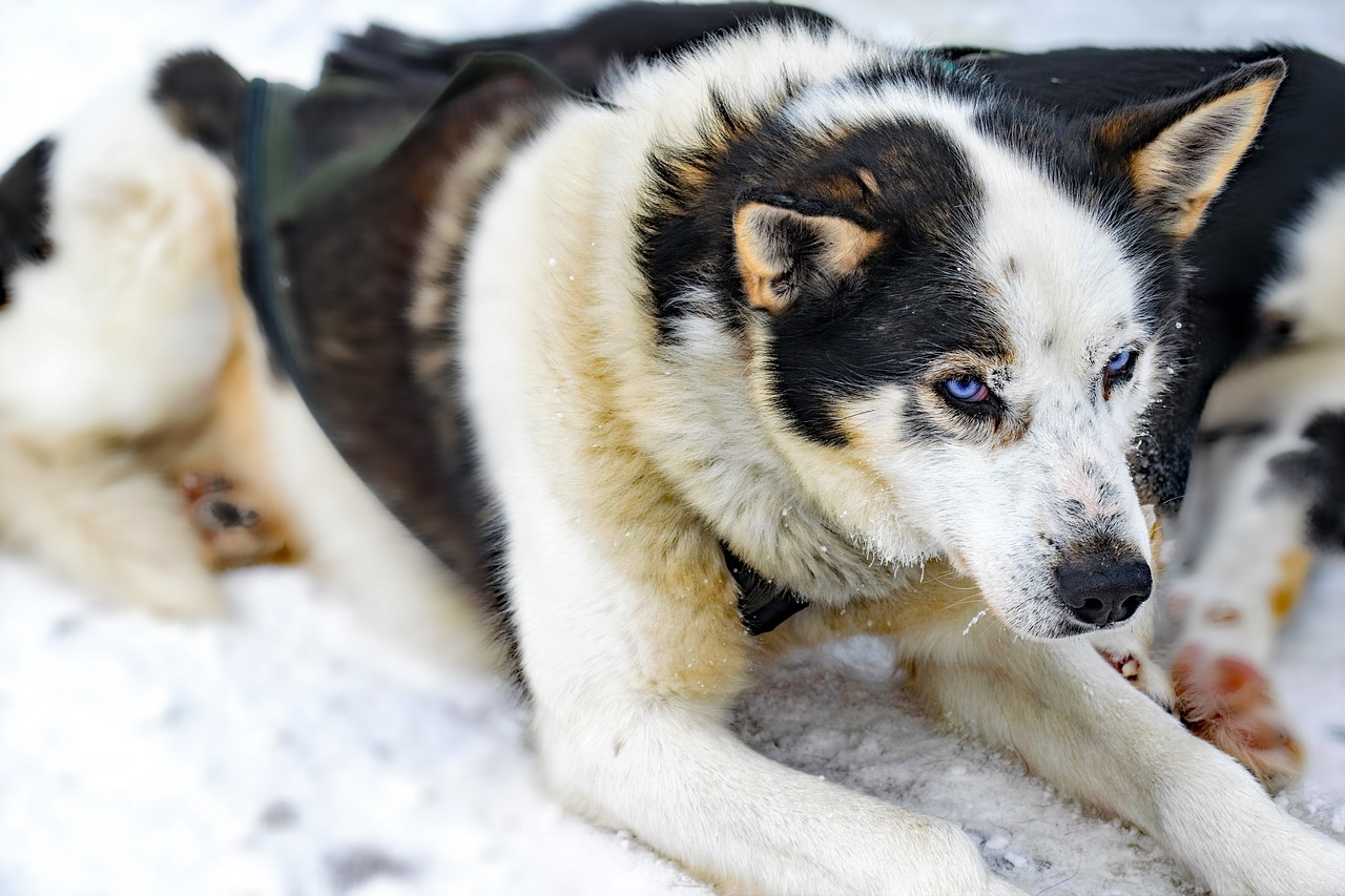 Image - husky lapland dogs huskies finland