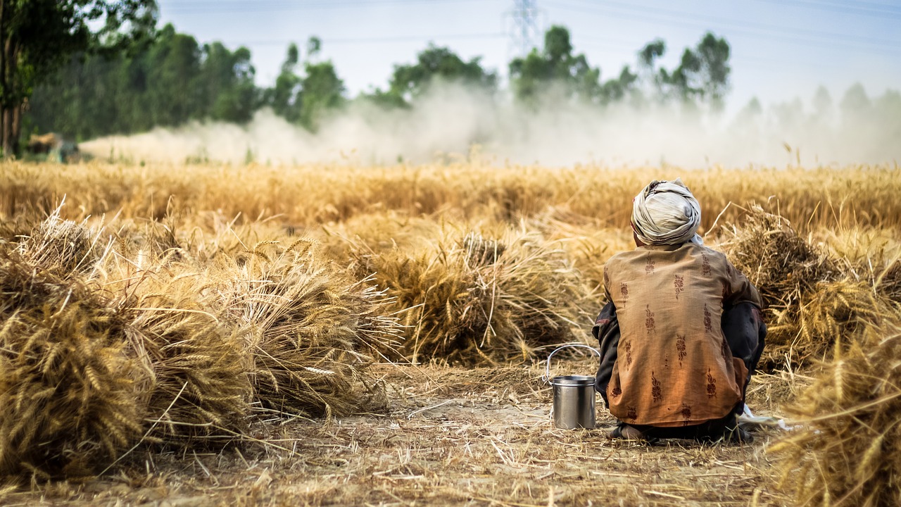 Image - farmer wheat crop agriculture