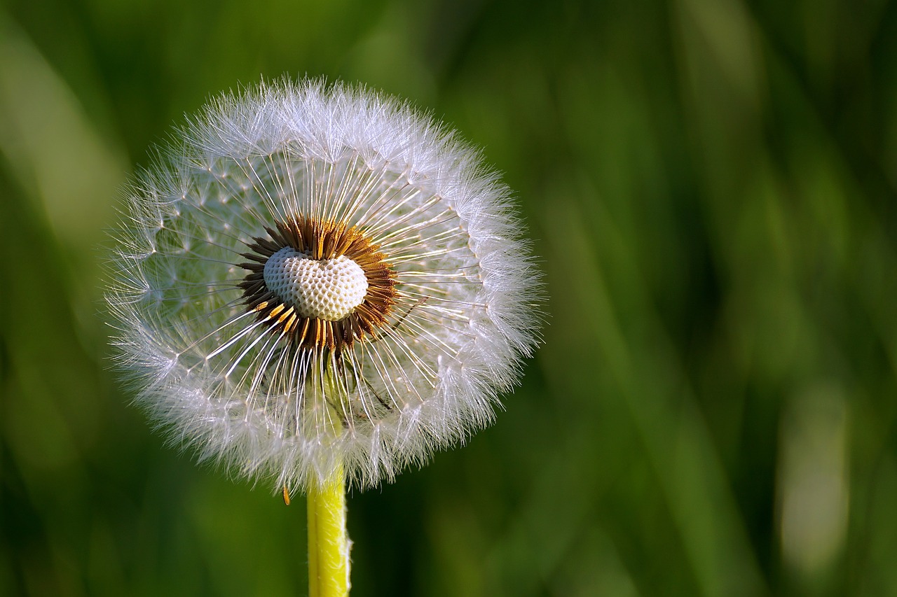 Image - dandelion flower close