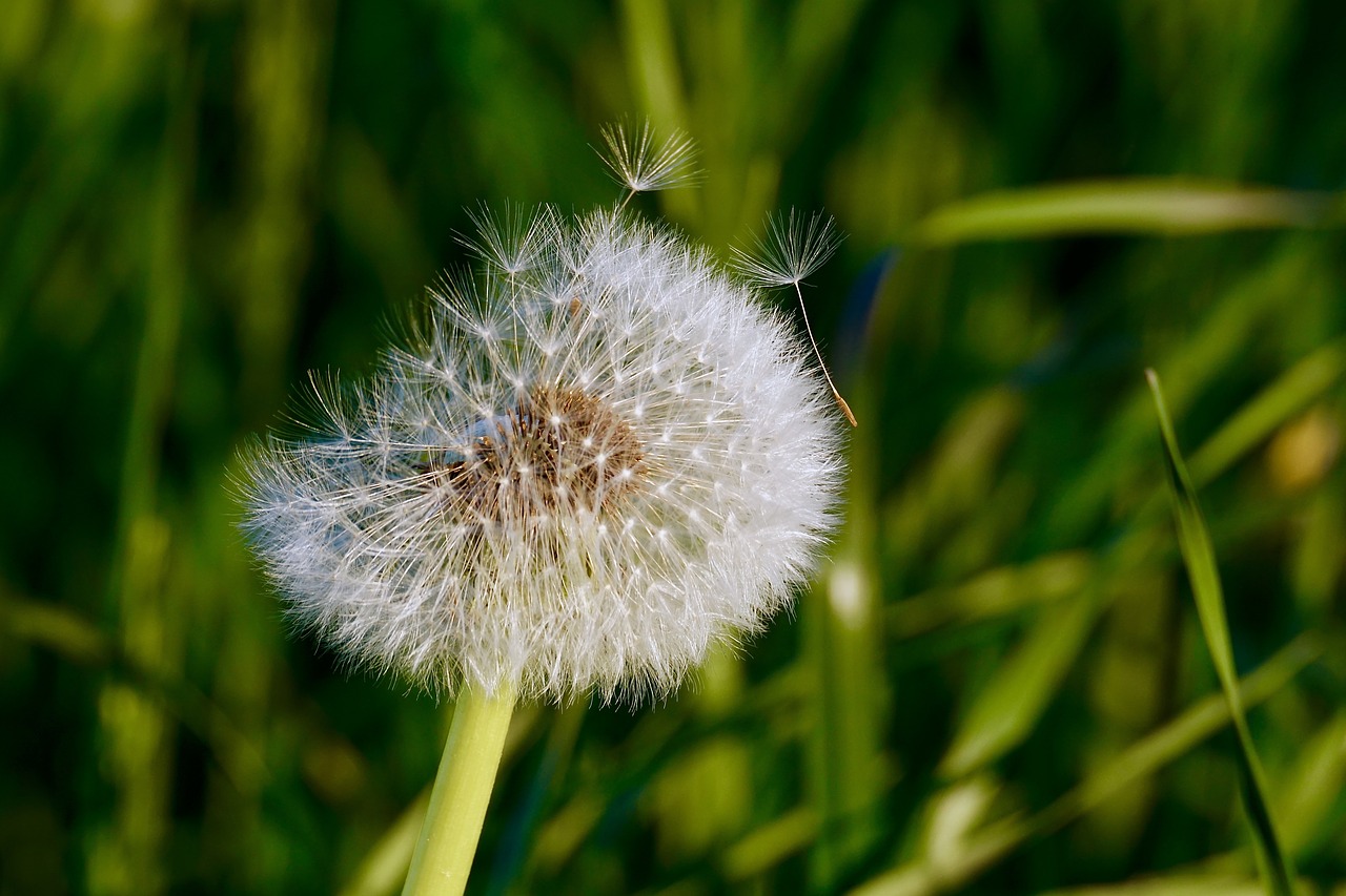Image - dandelion flower close