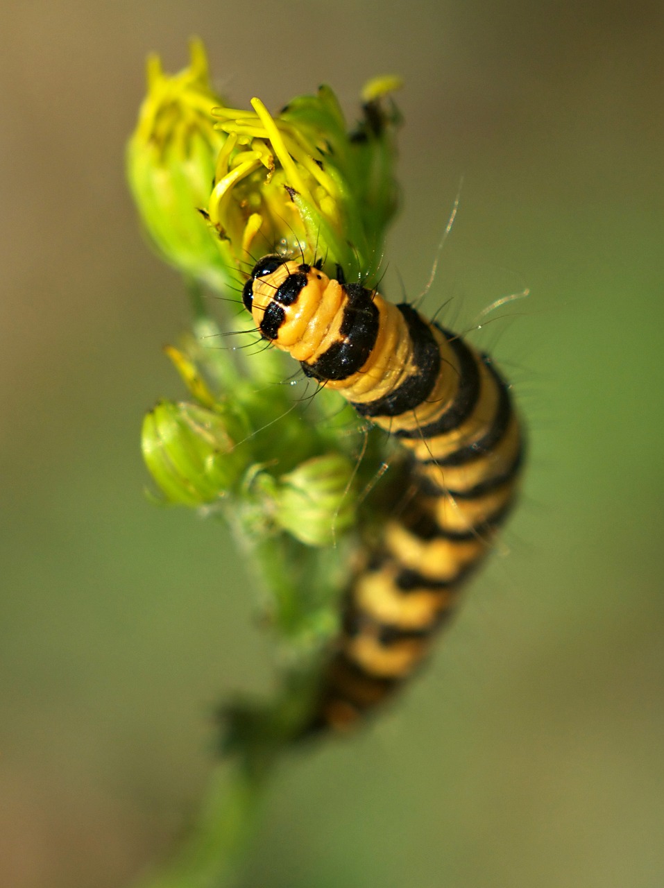 Image - macro larva insect butterfly close