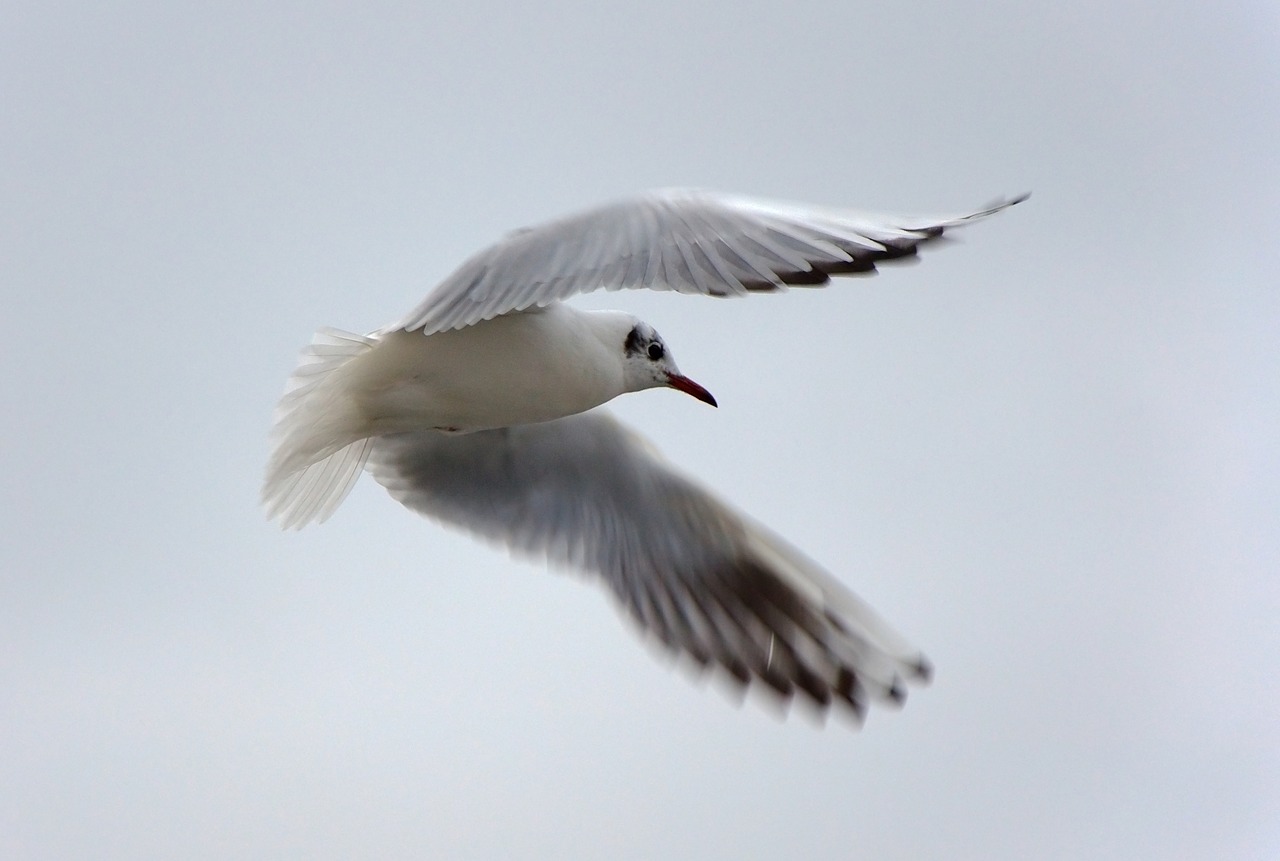 Image - seagull bird flight water bird