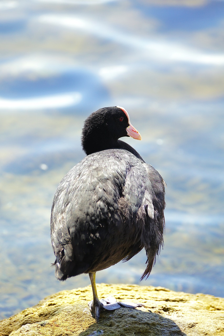 Image - coot crane bird water bird swim