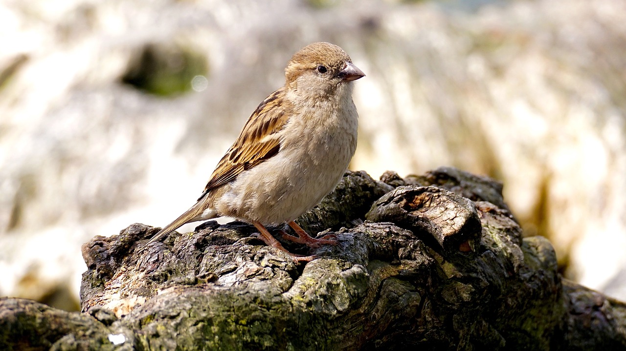 Image - sparrow bird nature close sparrows