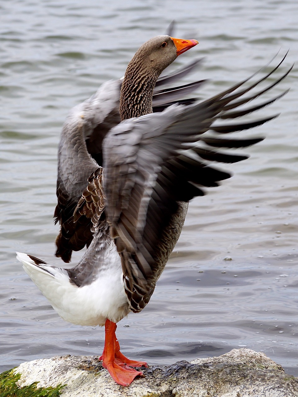 Image - wild goose bird water bird poultry