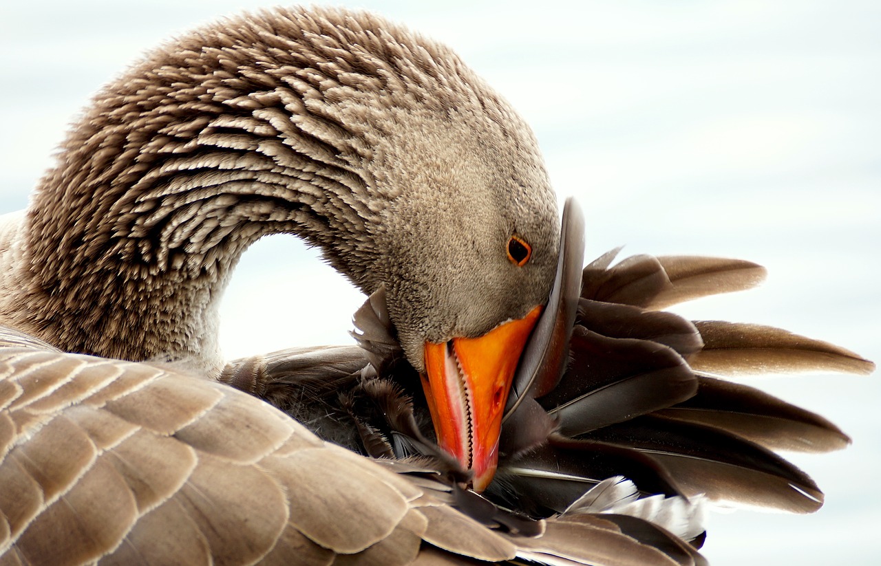 Image - wild goose bird water bird poultry