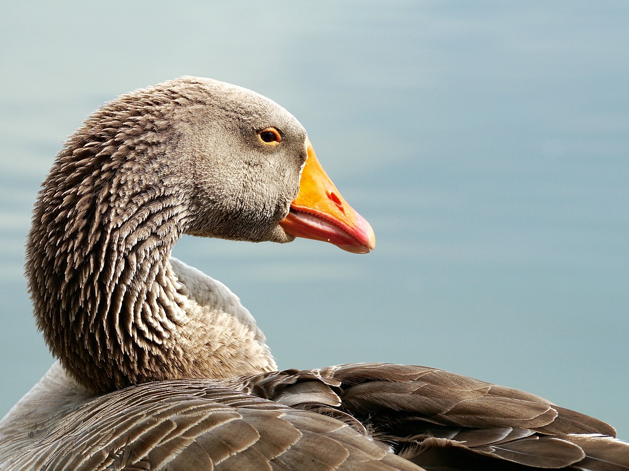 Image - wild goose bird water bird poultry