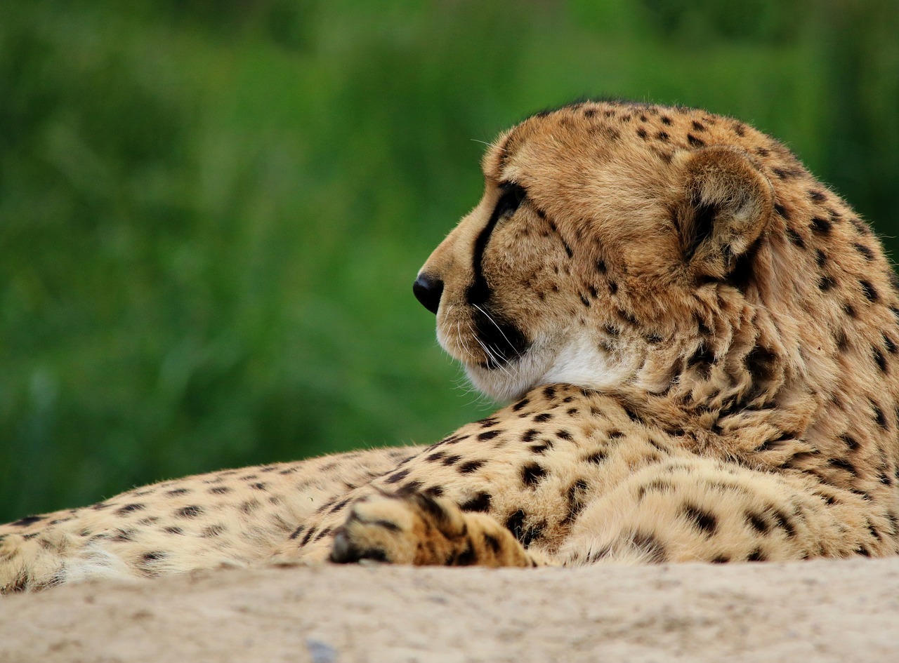 Image - cheetah cat animal wildlife nature