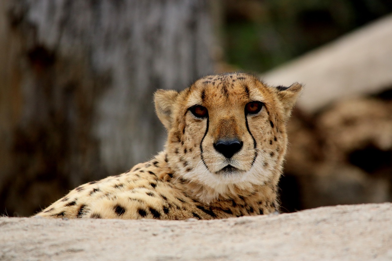 Image - cheetah cat wildlife predator