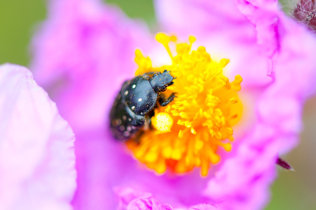 Image - bug black insect flower pink