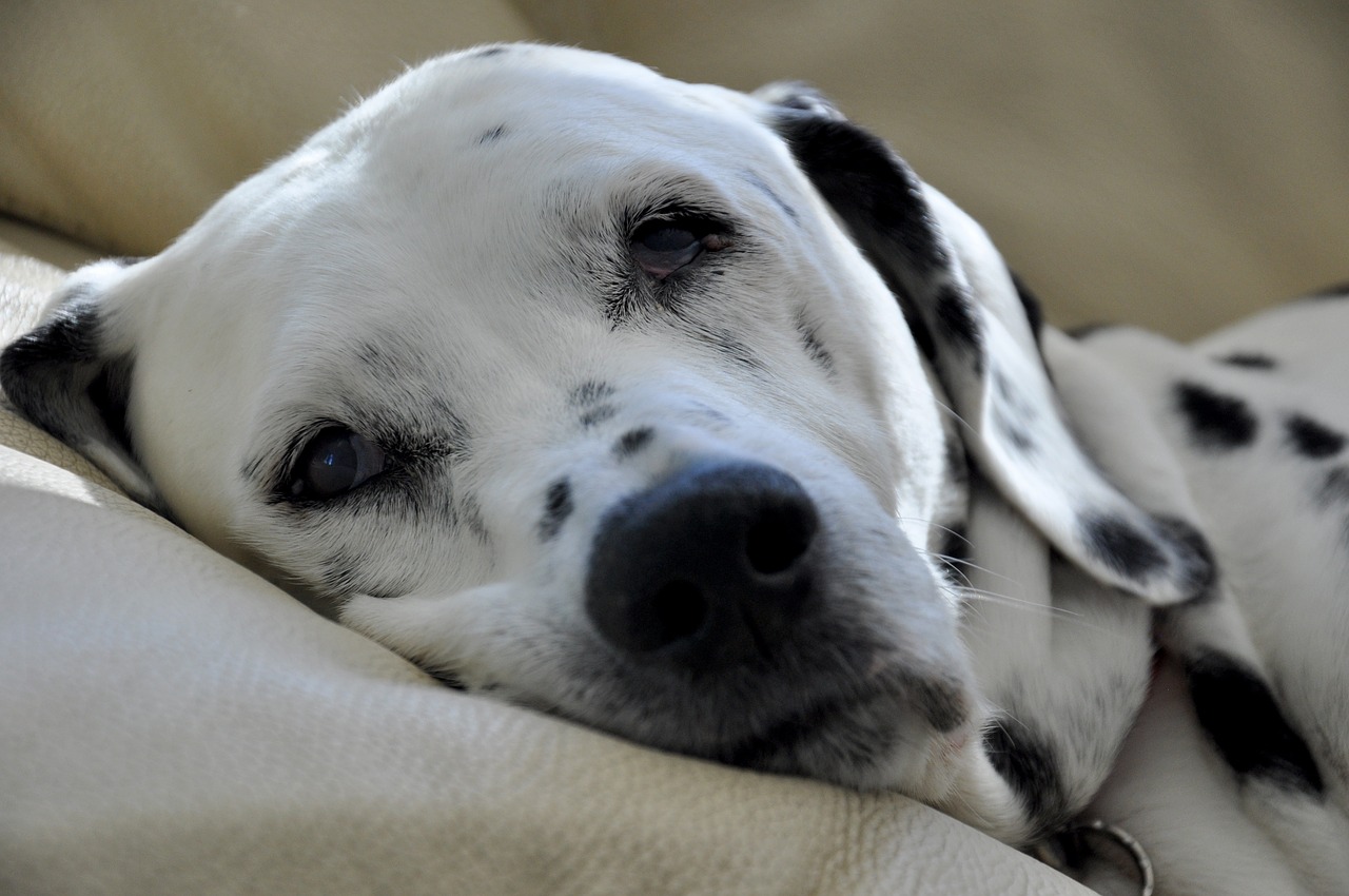 Image - dalmatians dog stains dog head