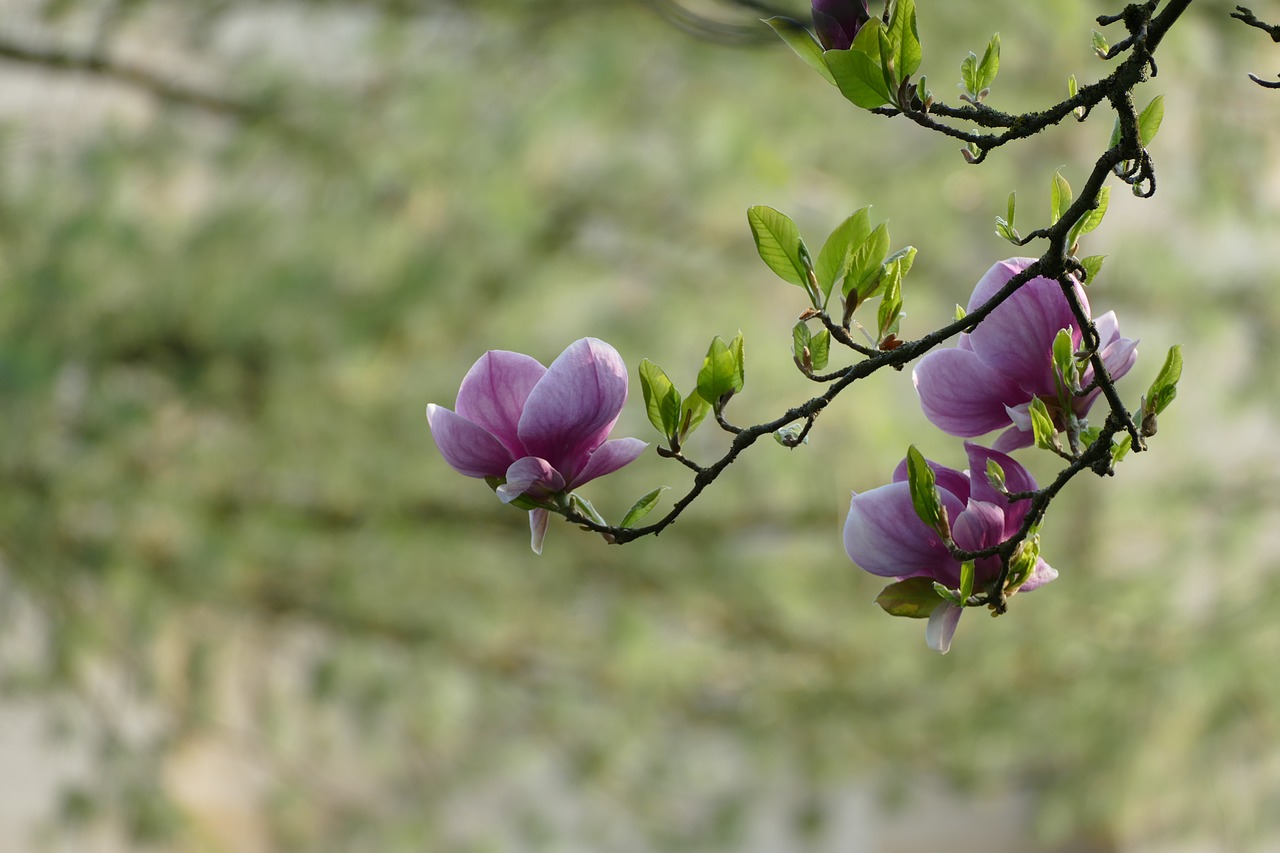 Image - love spring tree coming