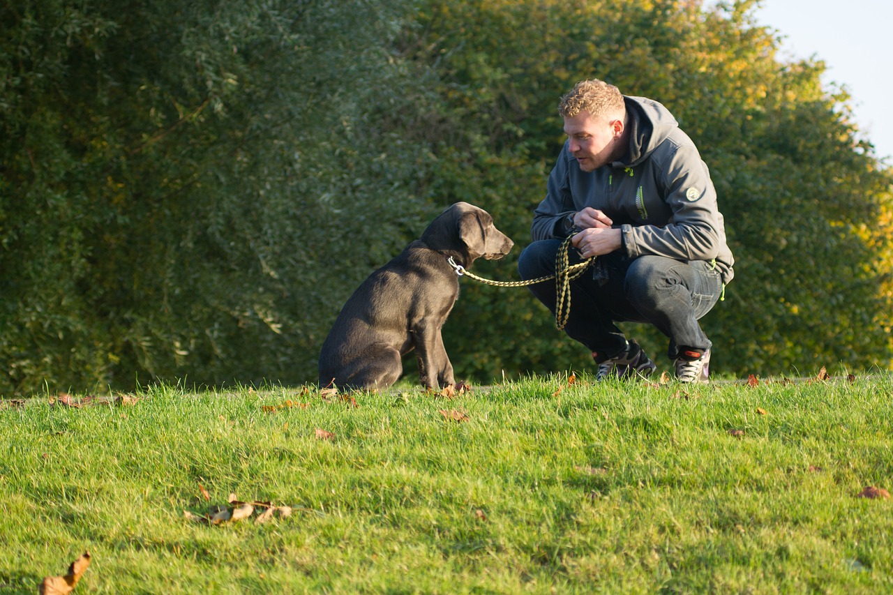 Image - dog dog owner friendship canine