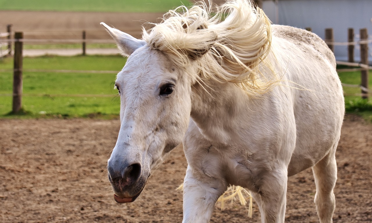 Image - mold horse a shake of the head