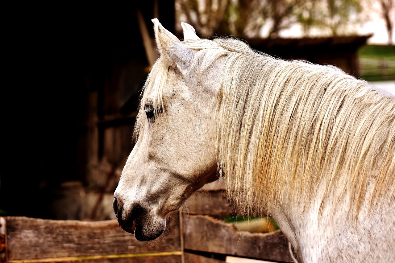 Image - mold horse a shake of the head