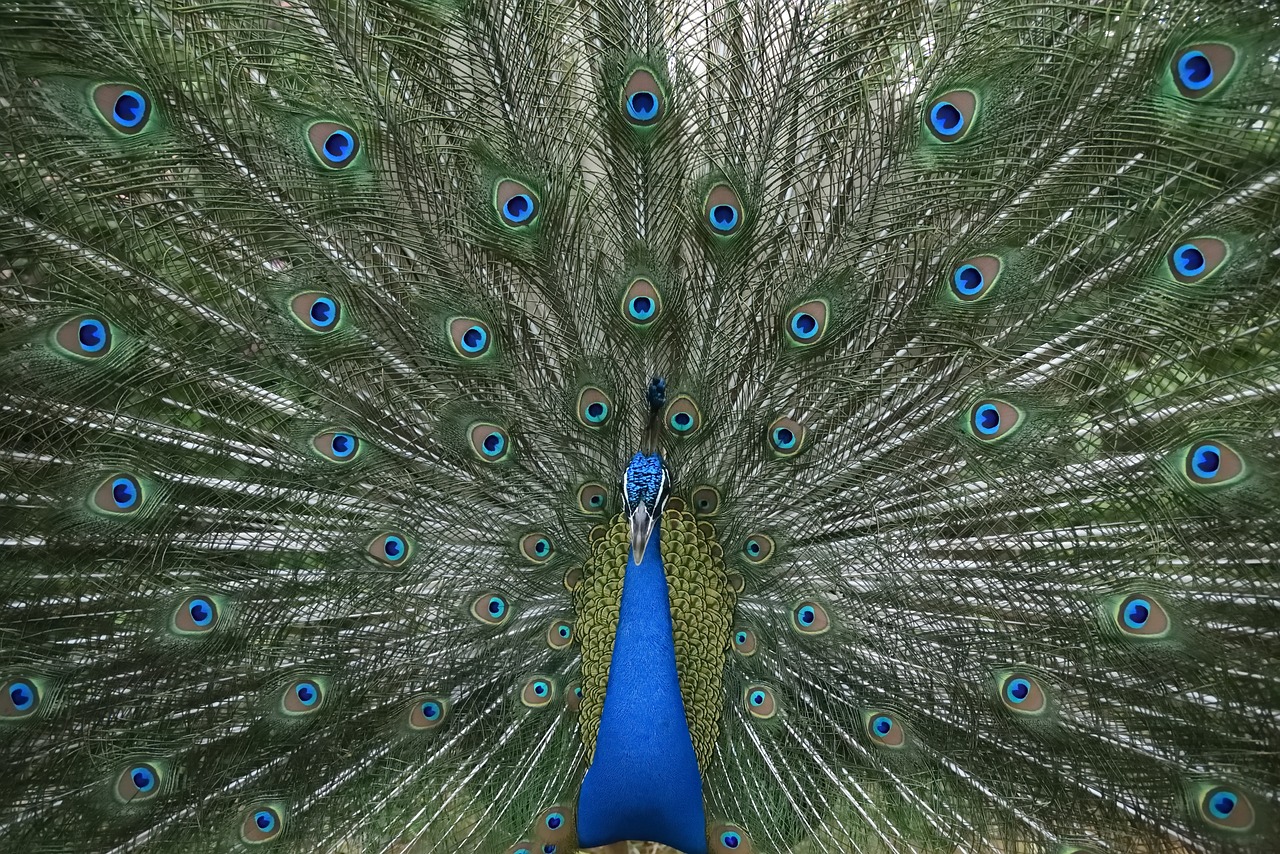 Image - peacock dance plumage
