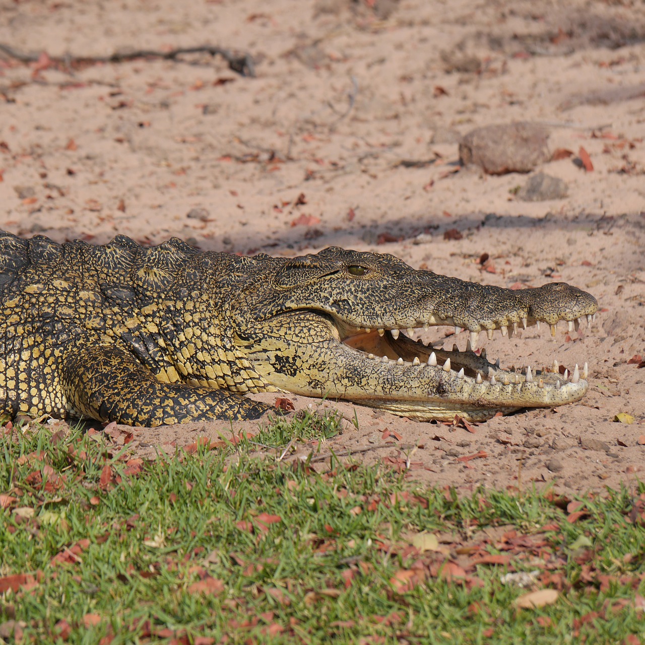 Image - crocodile namibia animals safari