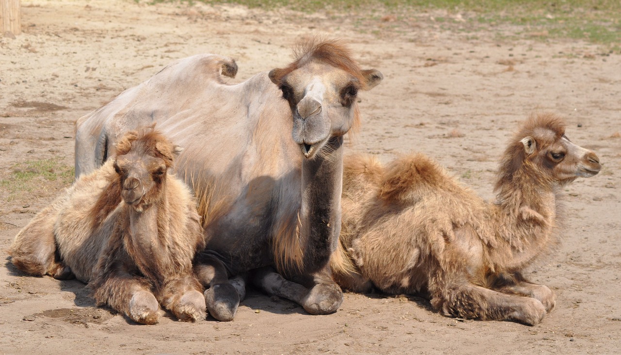 Image - veszprém hungary zoo camel