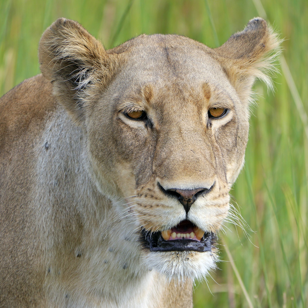 Image - lion safari lioness africa