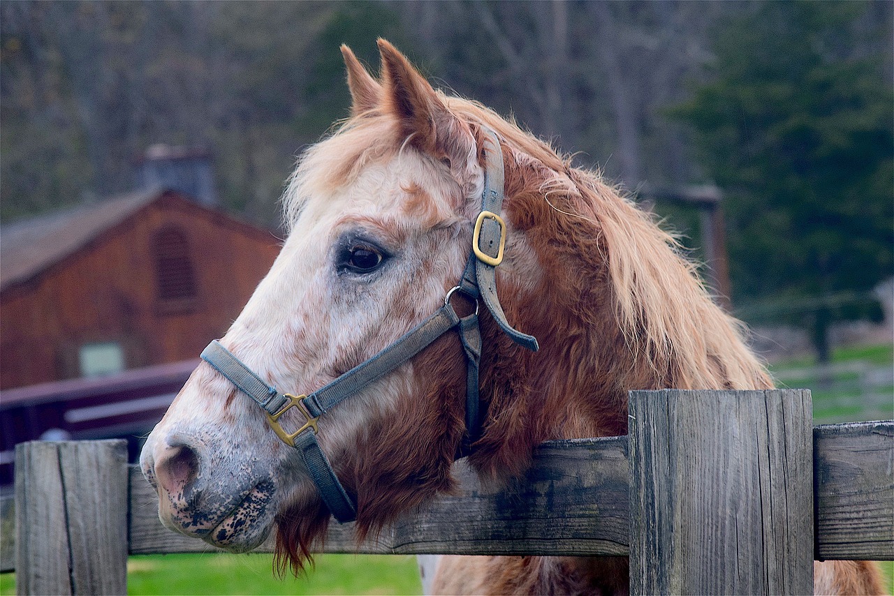 Image - horse head portrait animal