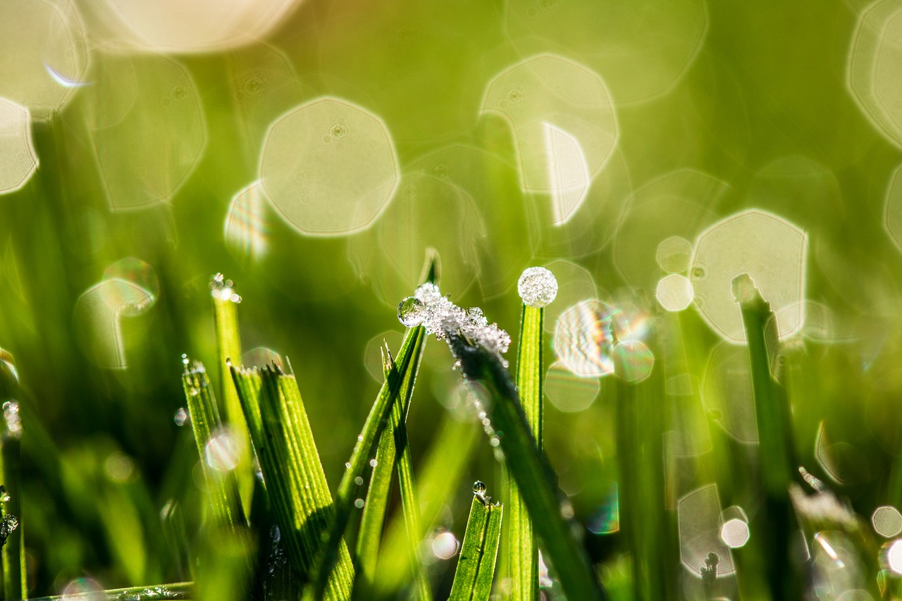 Image - bokeh dewdrop frozen morning dew