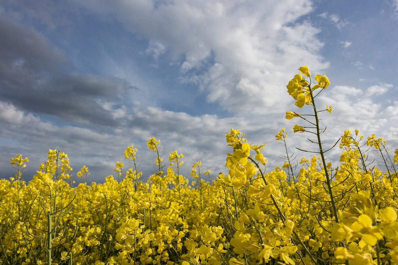 Image - oilseed rape field dramatic clouds