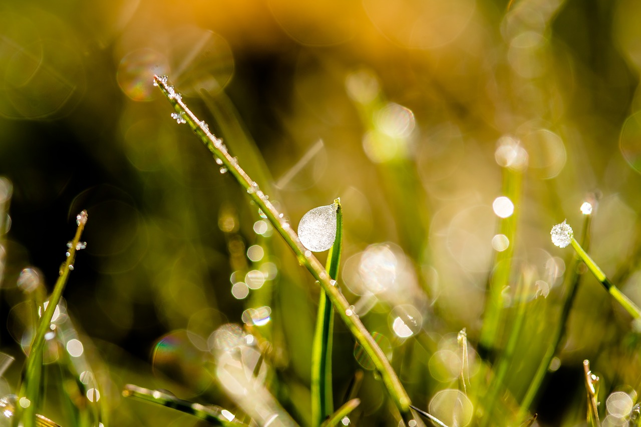 Image - frozen dew drops dewdrop drip ice