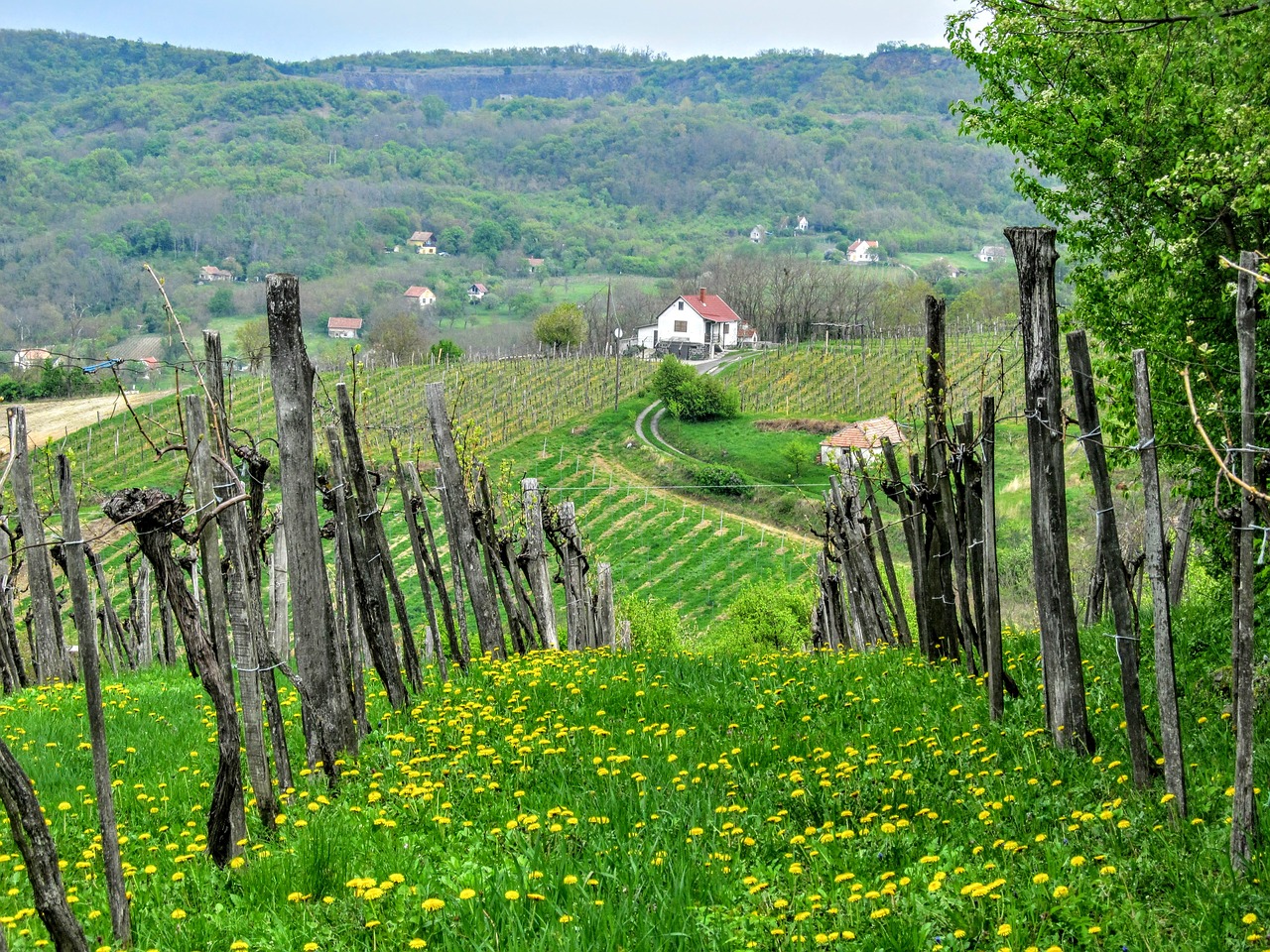 Image - grape wine region wine vineyard