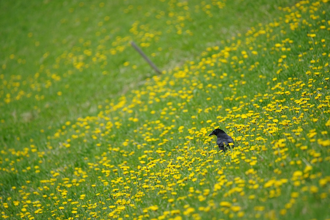 Image - crow volatile bird animal wild