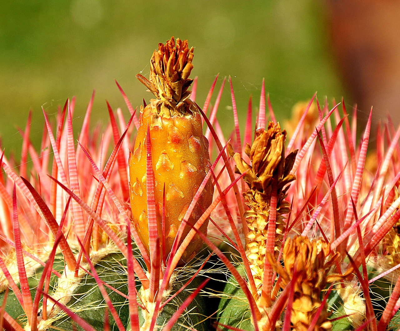 Image - cactus blossom bloom close spring