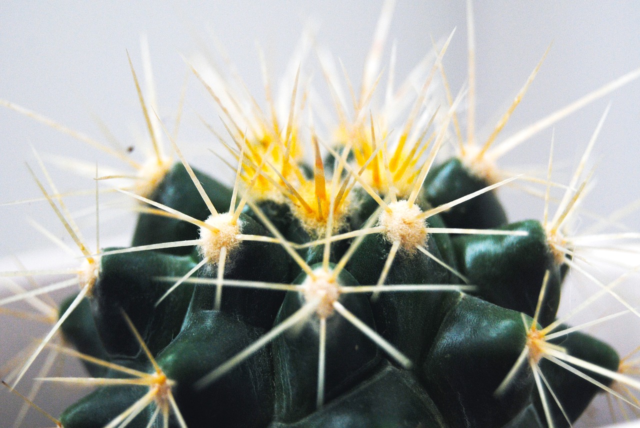 Image - cactus thorns plant desert nature