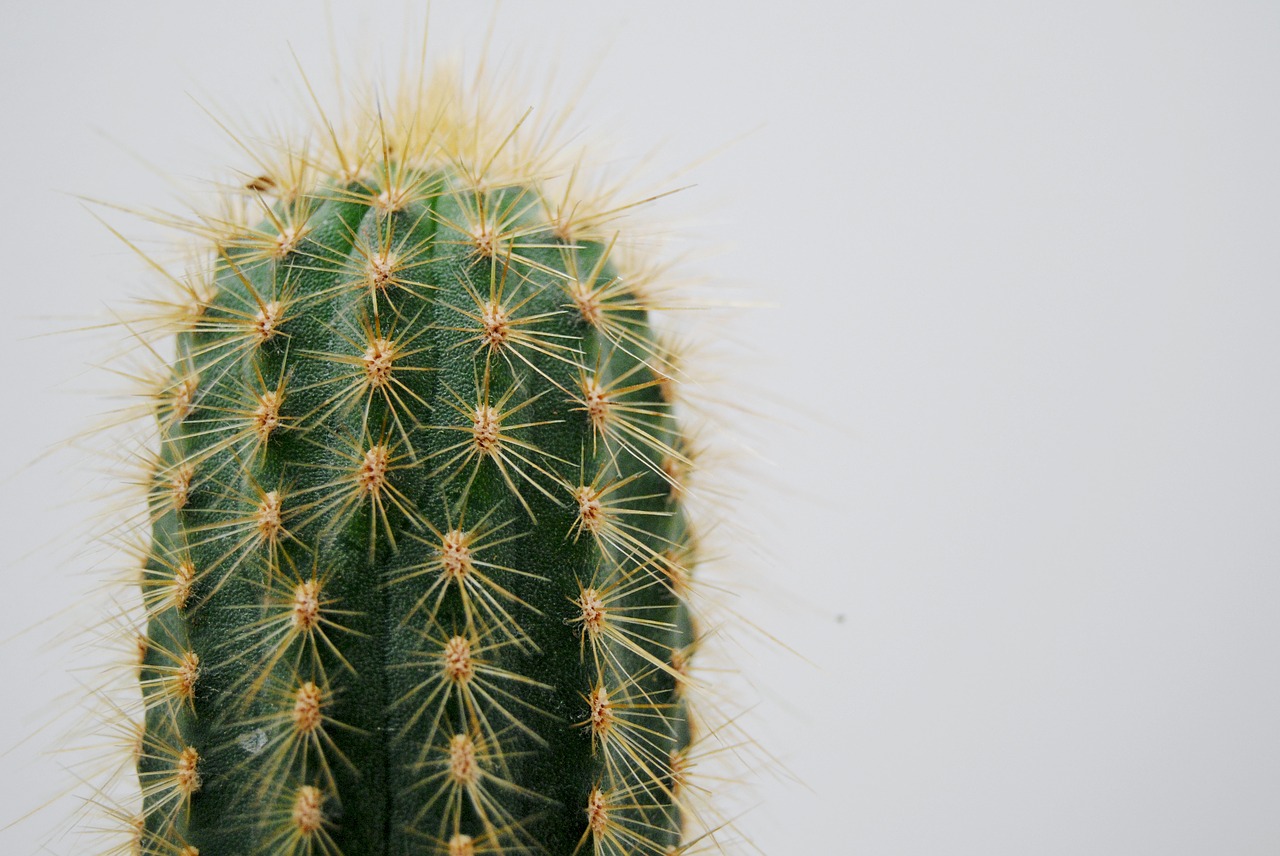 Image - cactus plant thorns thorny nature