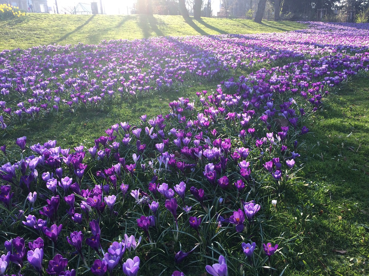 Image - spring crocus purple park