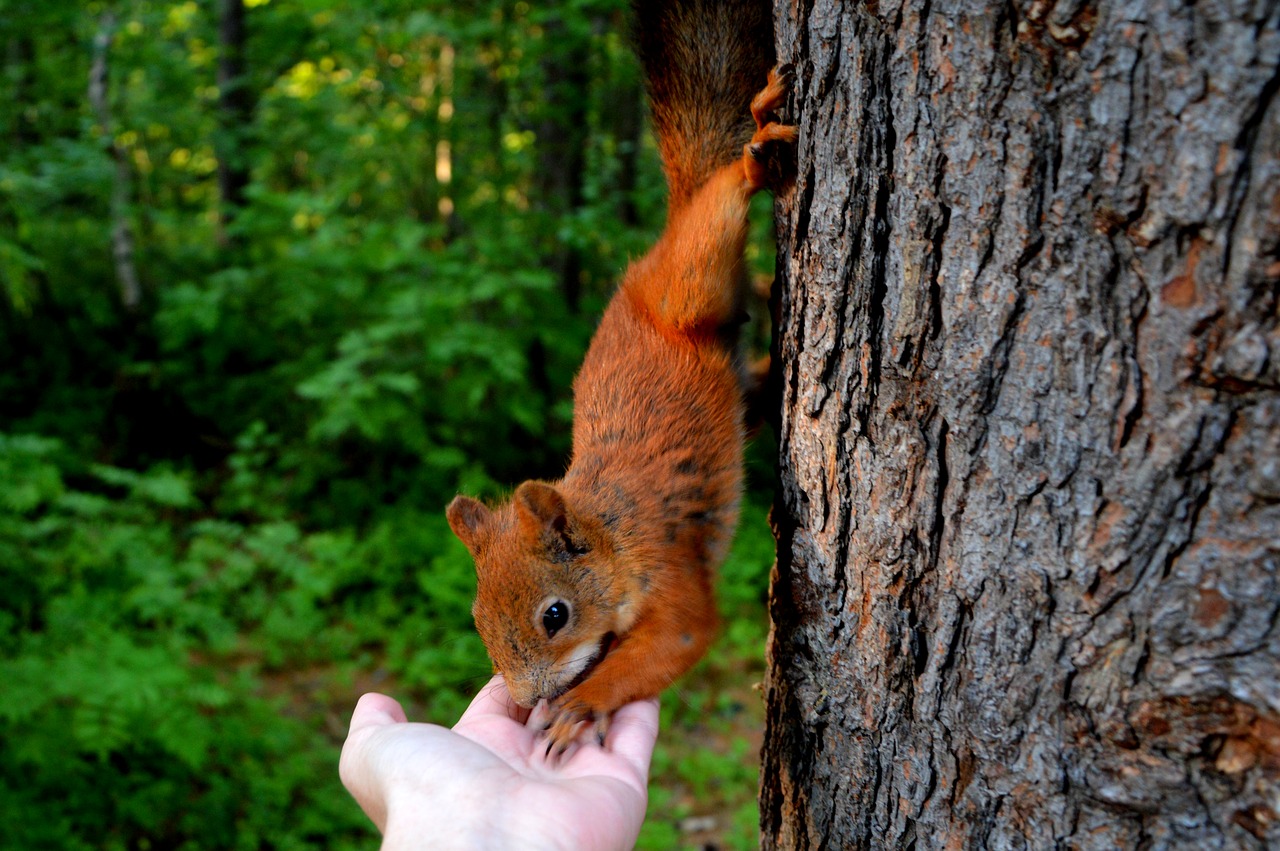 Image - squirrel forest eating nuts nature