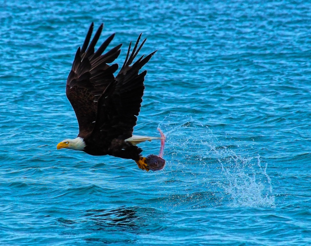 Image - catch of the day bald eagle hunting