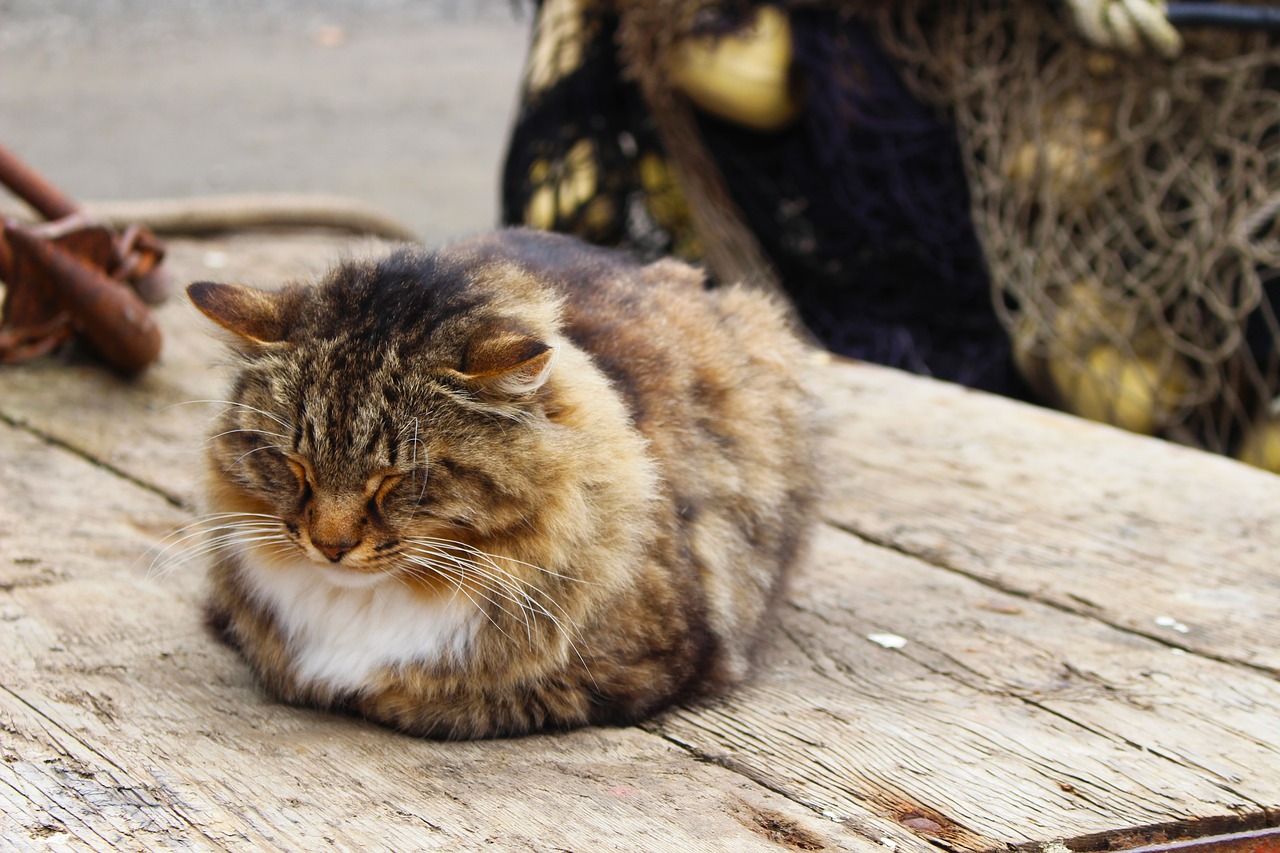 Image - cat sleeping outdoor relaxed