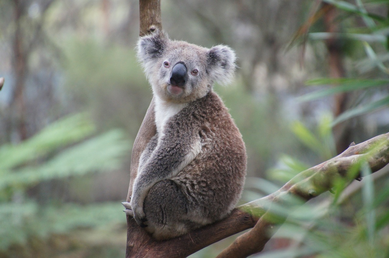 Image - koala australia koala bear lazy