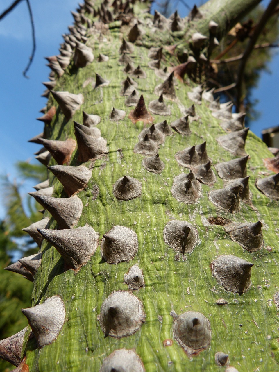 Image - ceiba speciosa barbed tree spur