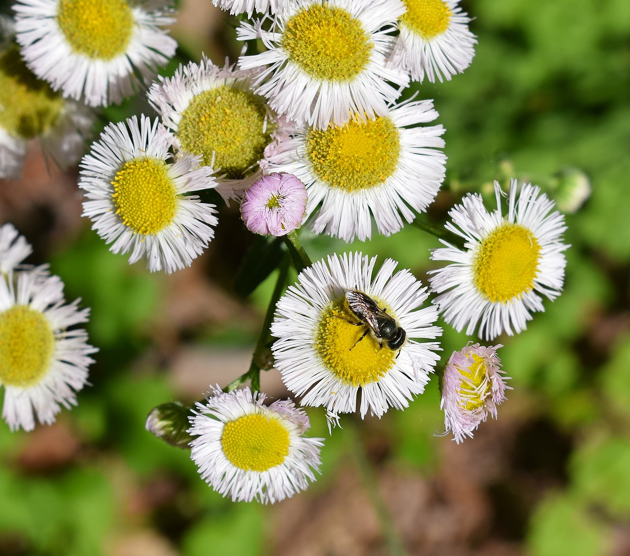 Image - fleabane and bee honey bee fleabane