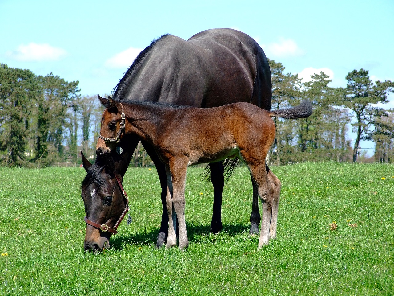 Image - mare foal horse grazing