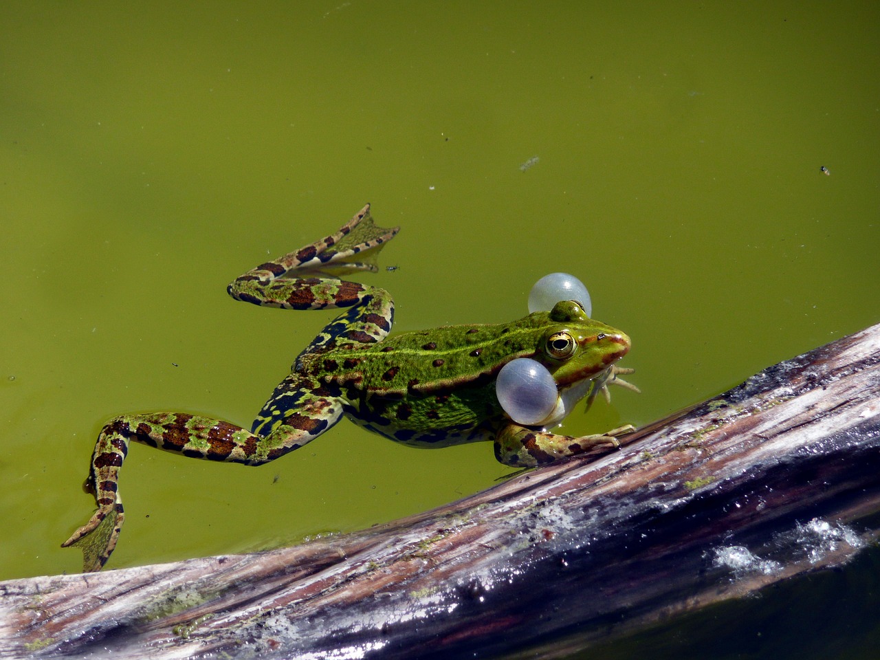 Image - water frog spawning time