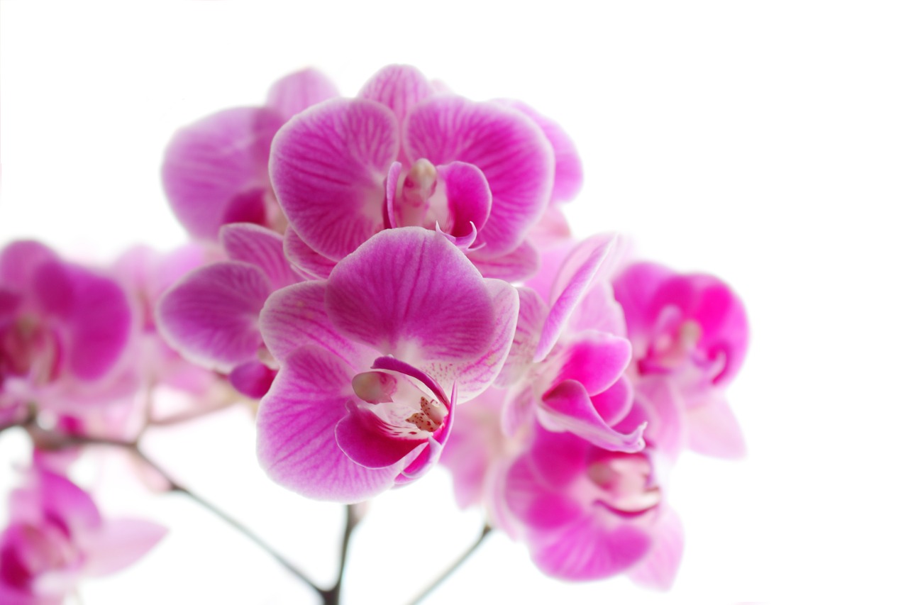 Image - orchid phaleonopsis art plant